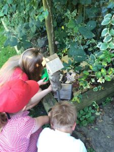 Buzymum - Finding bugs and housing them in the Bug Hotel