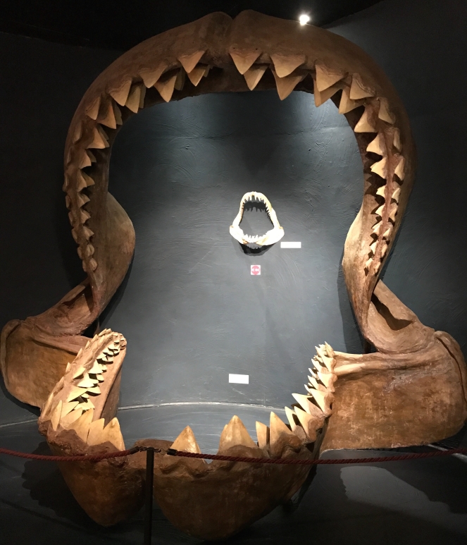 Buzymum - Reconstructed jaw of a Megalodon