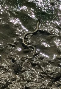 Buzymum - A small snake heading for the water