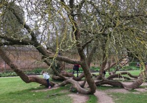 Buzymum - Climbing trees at Cliveden National Trust