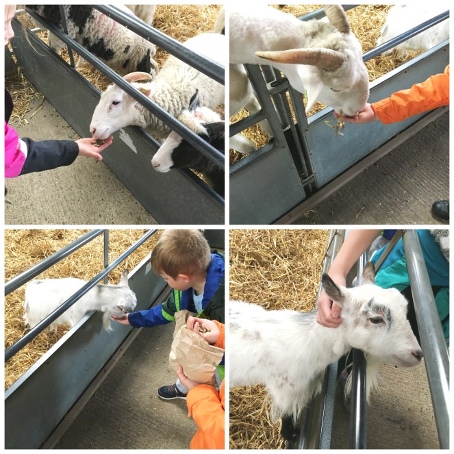 Buzymum - Feeding the sheep and goats at odds farm