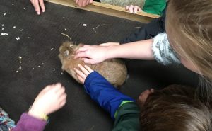 Buzymum - Stroking a bunny at Odds Farm