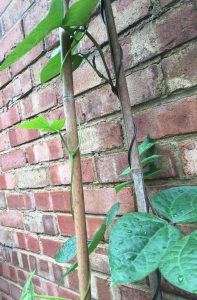 Buzymum - We are growing two different varieties, one green one purple